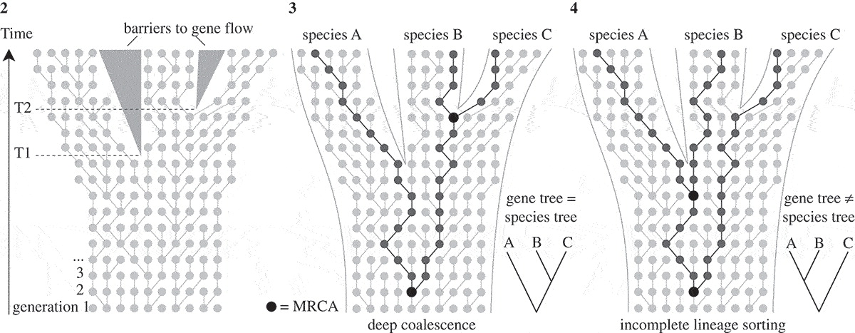 Inference Of Population Structure From Genetic Sequence Data